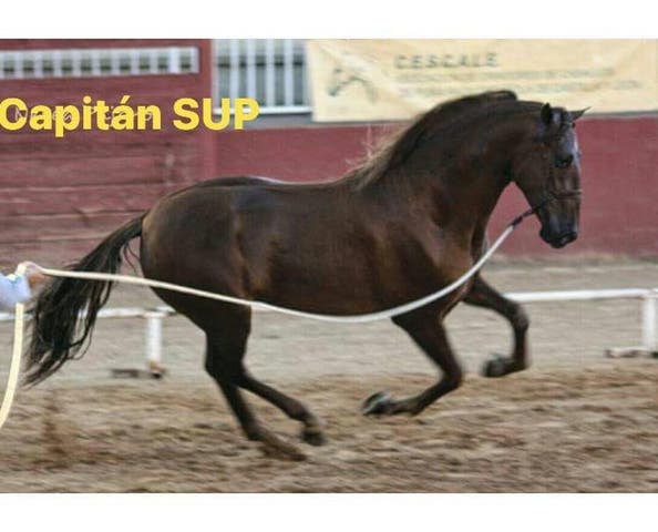 Semental PRE Alazán - Genética de Capa Diluida - imagen 1