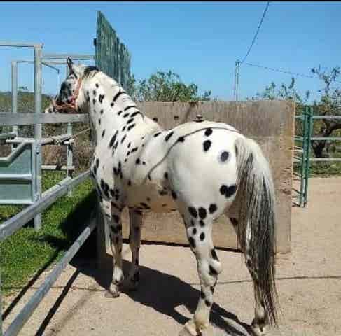 Semental Appaloosa Fundación al 97% - Leopardo - imagen 1