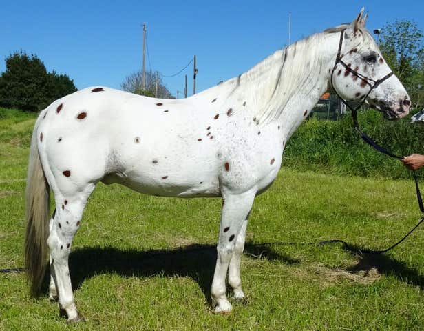 Semental Appaloosa ZIPPOS SURRY - 155cm - imagen 1