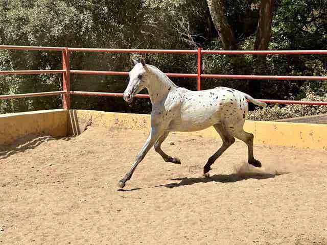 Semental Appaloosa para Cubriciones - imagen 1