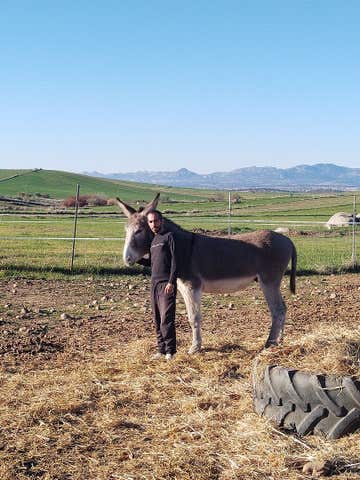 Semental PRE para Cubrición en Córdoba - imagen 1