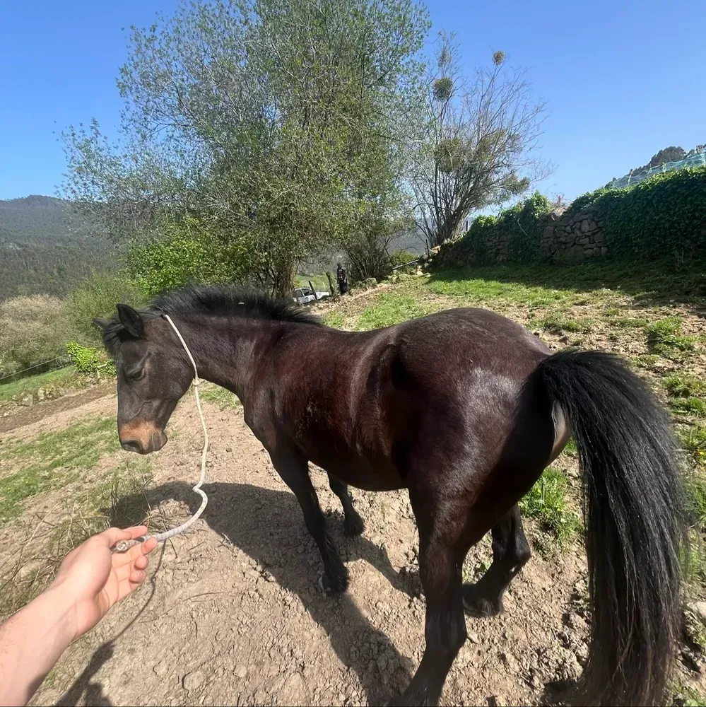 Se vende yegua de montura 