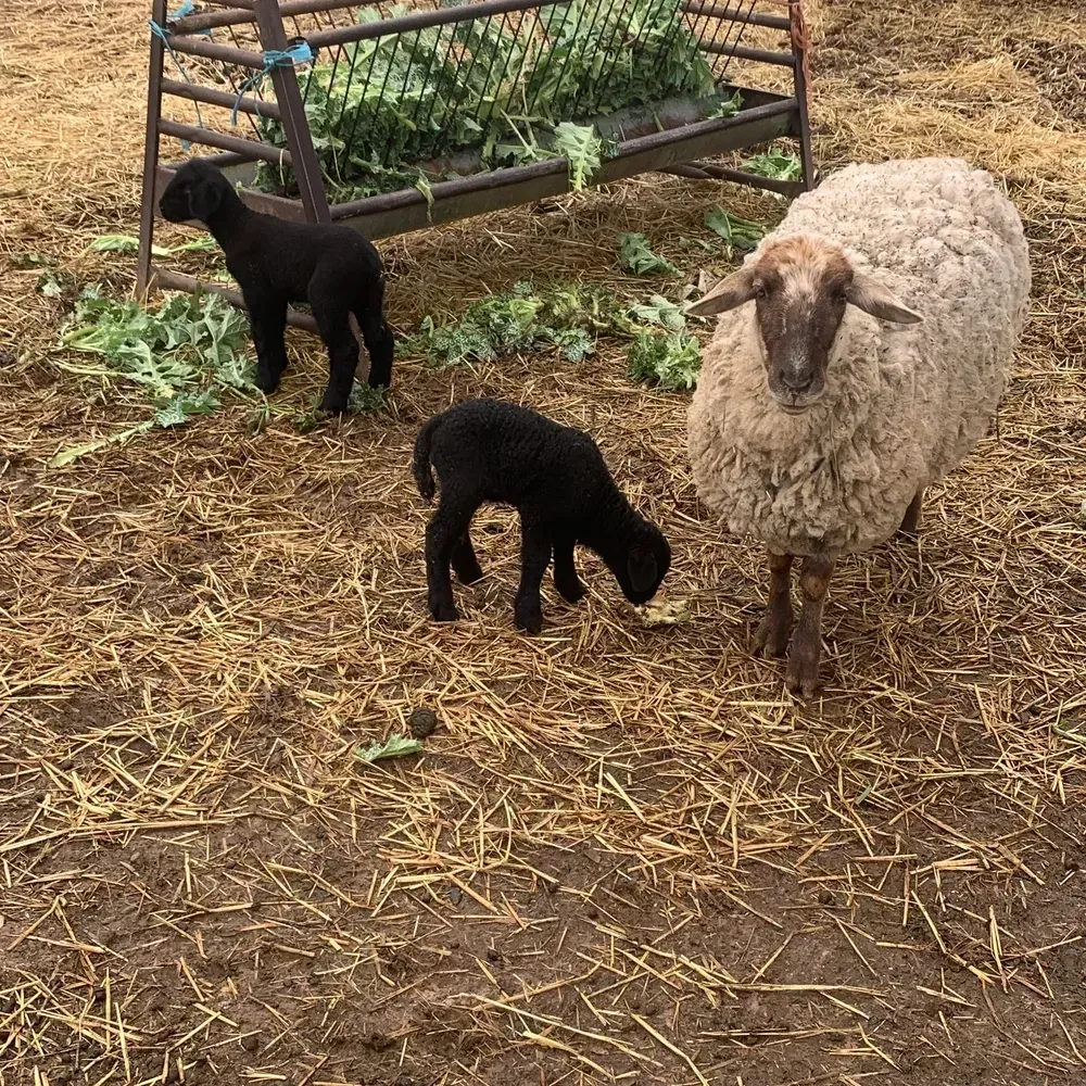 Corderas de primer parto