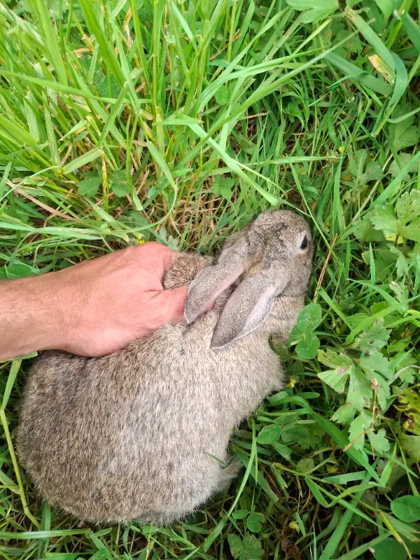 Conejos de monte machos