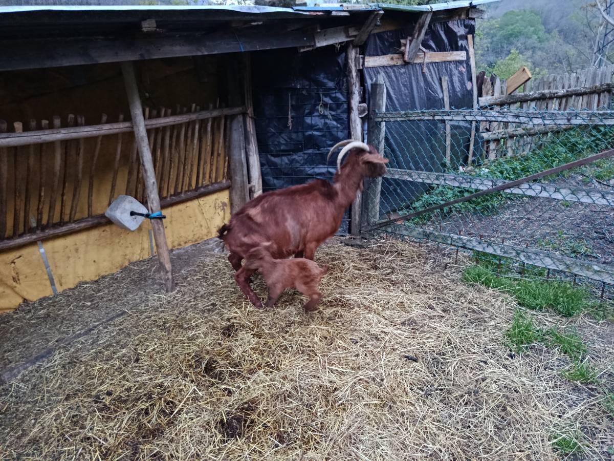 Se vende  - imagen 1