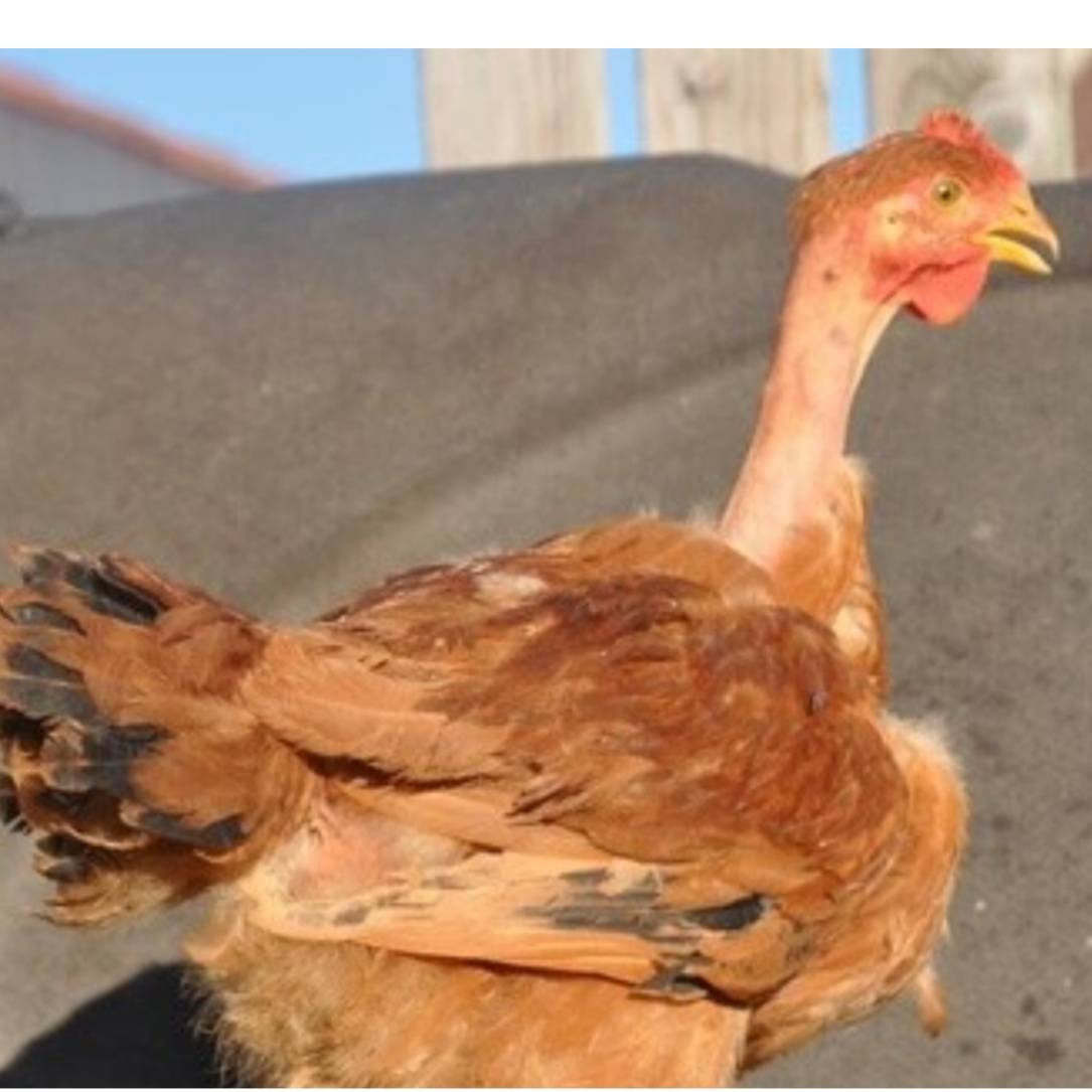 Se compra gallo cuello pelao