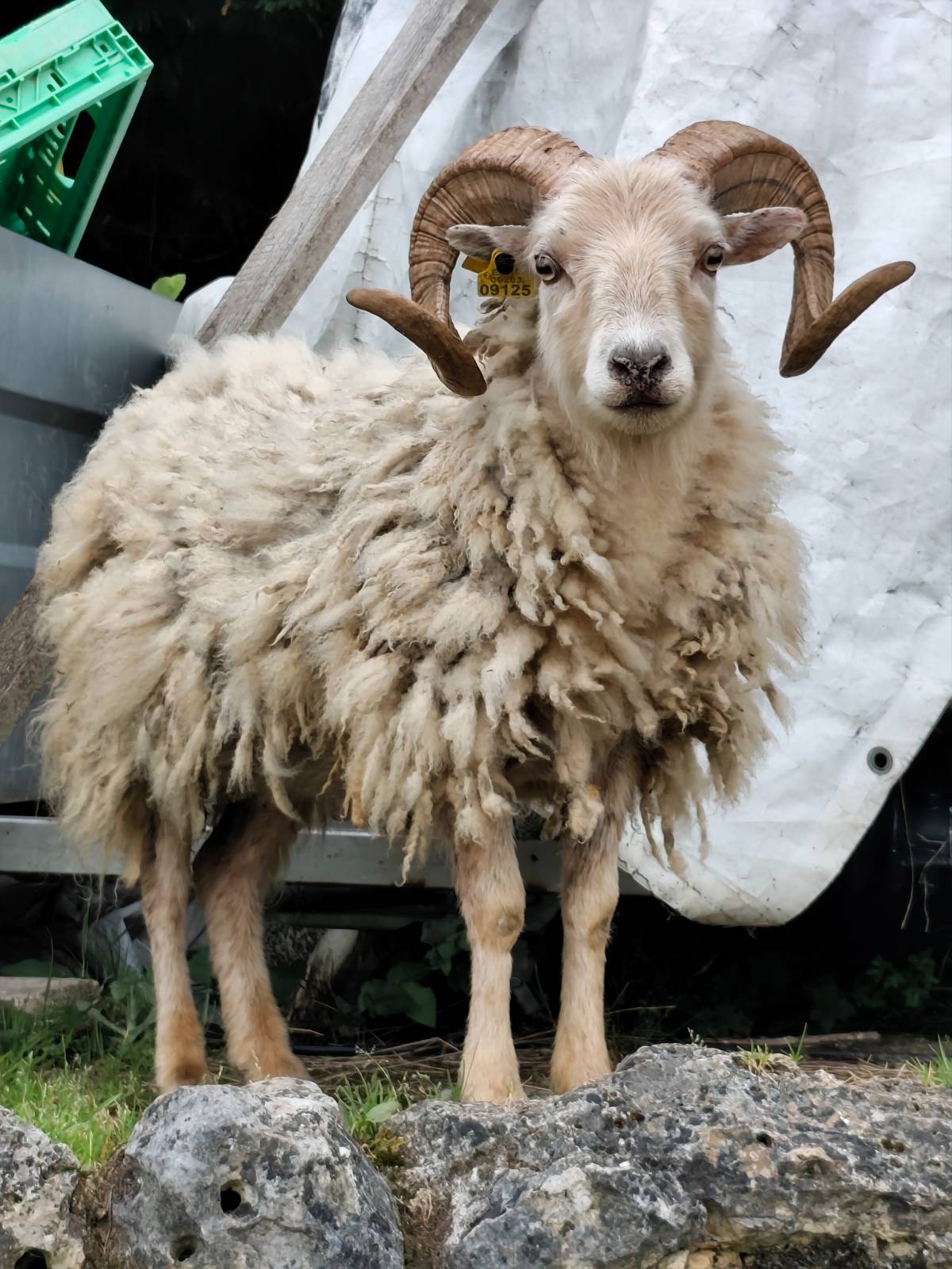 Carnero Ouesant enano