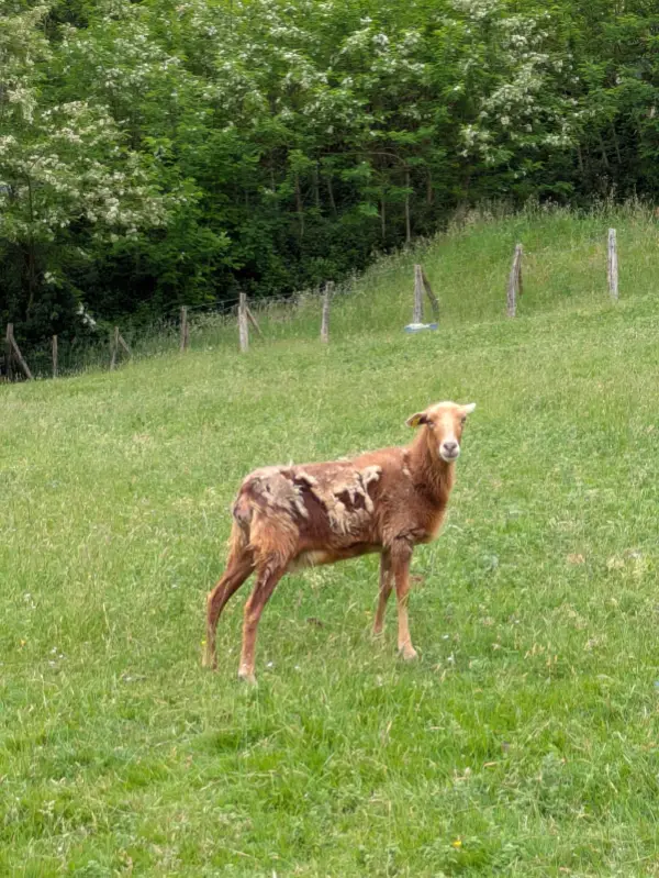 Cordera Pelibuey en venta