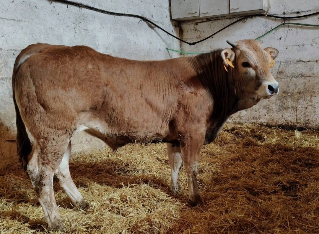 Se vende ternero asturiano de los valles 