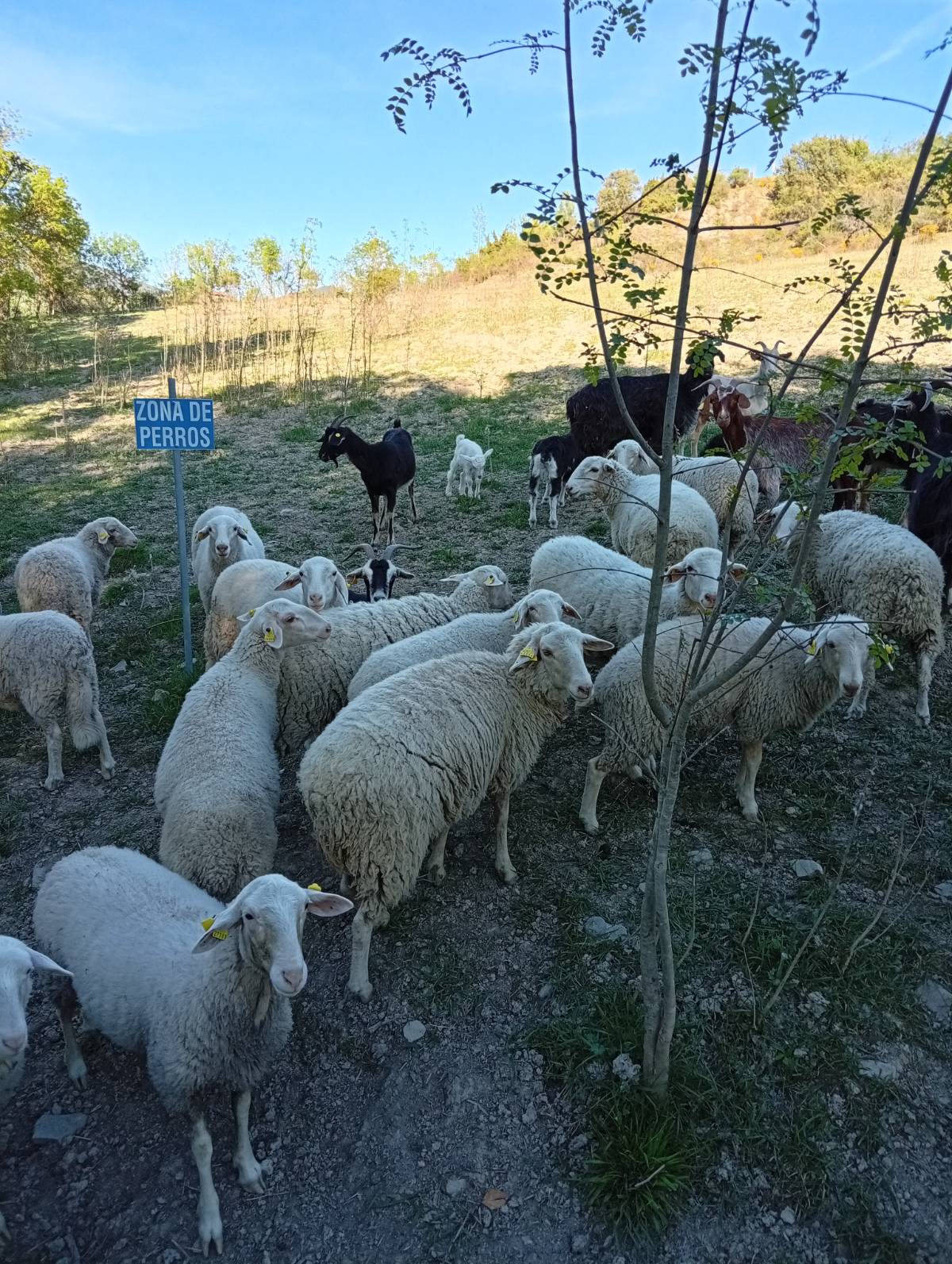 Venta Ovejas jovenes - imagen 1