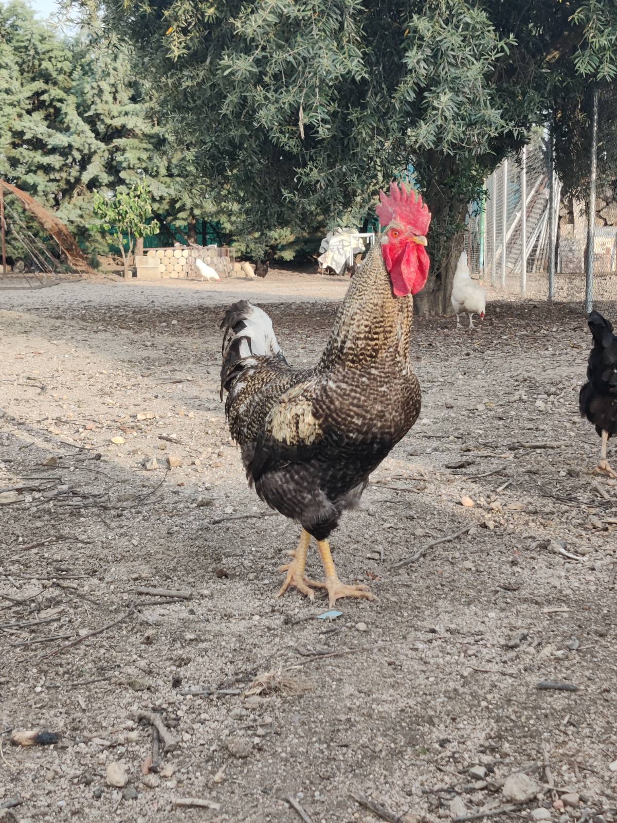 Gallo ✔ Raza Plymouth Rock.