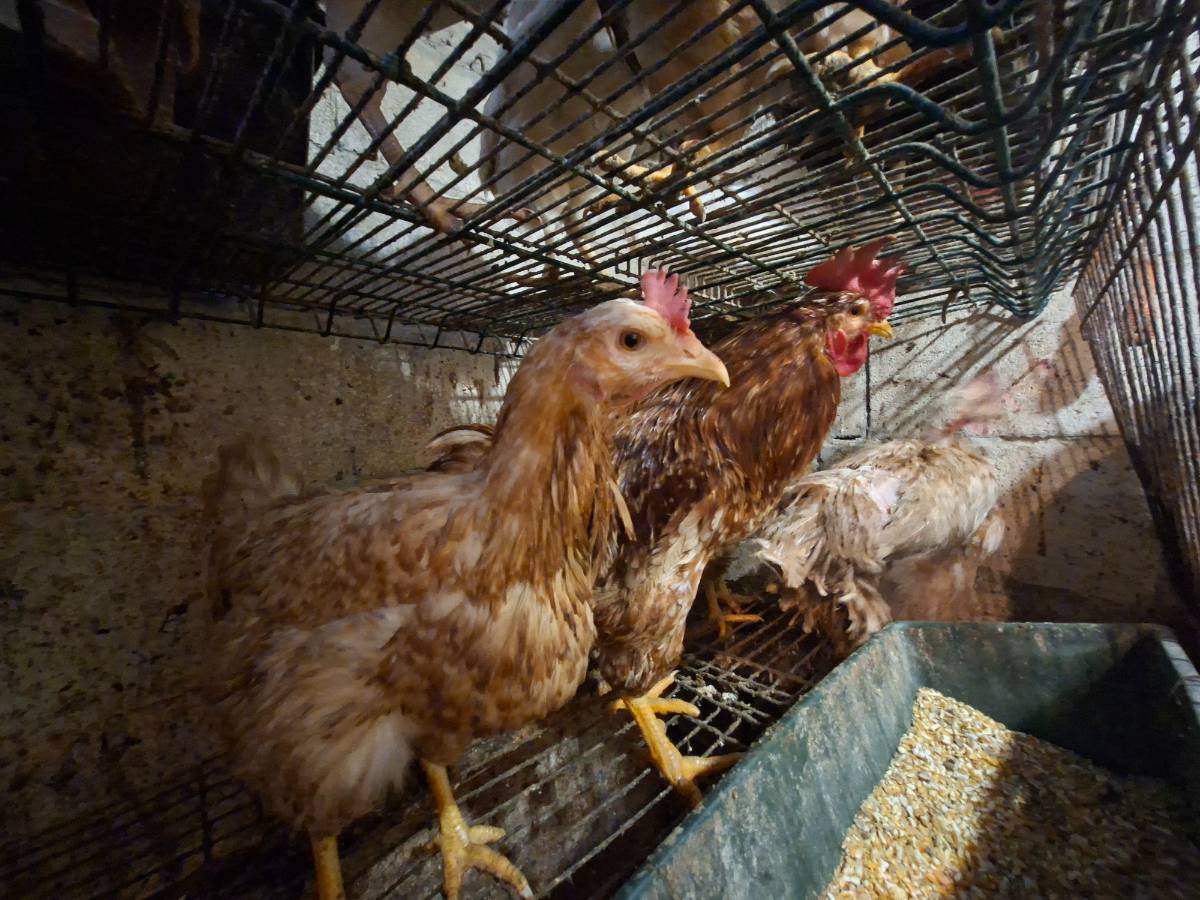 Se venden huevos fertiles pita pinta roxa - imagen 1