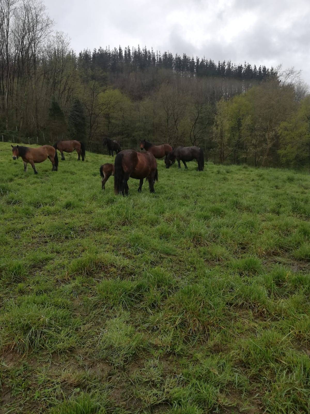 Behor kalifikatuak saltzen dira CMPV - imagen 1