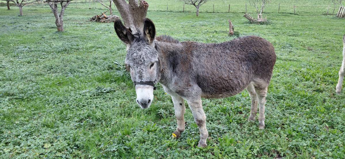 Se ofrece burro joven 