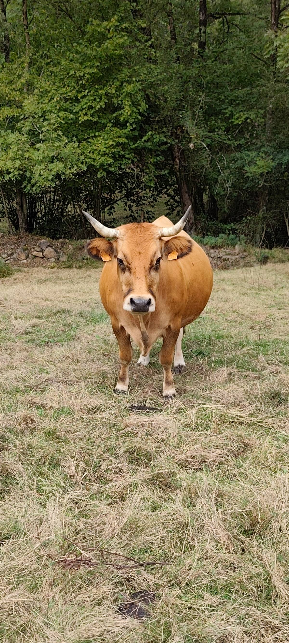 Vaca parida 