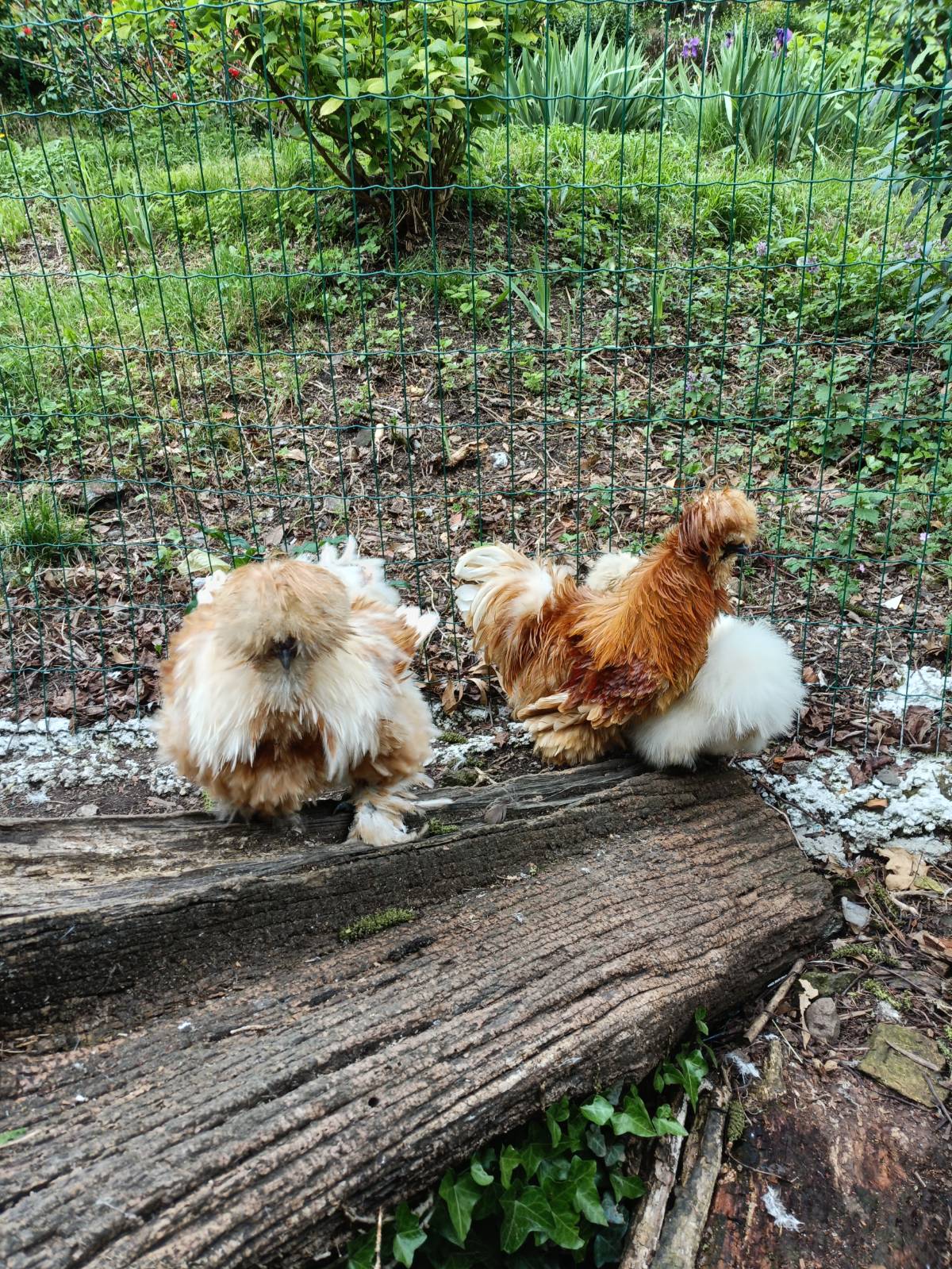 Disponibles gallos de sedosa linea USA.pluma smooth satin frizzle, - imagen 1