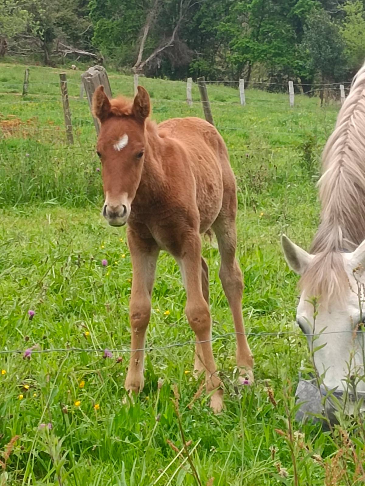 Yegua pura española 