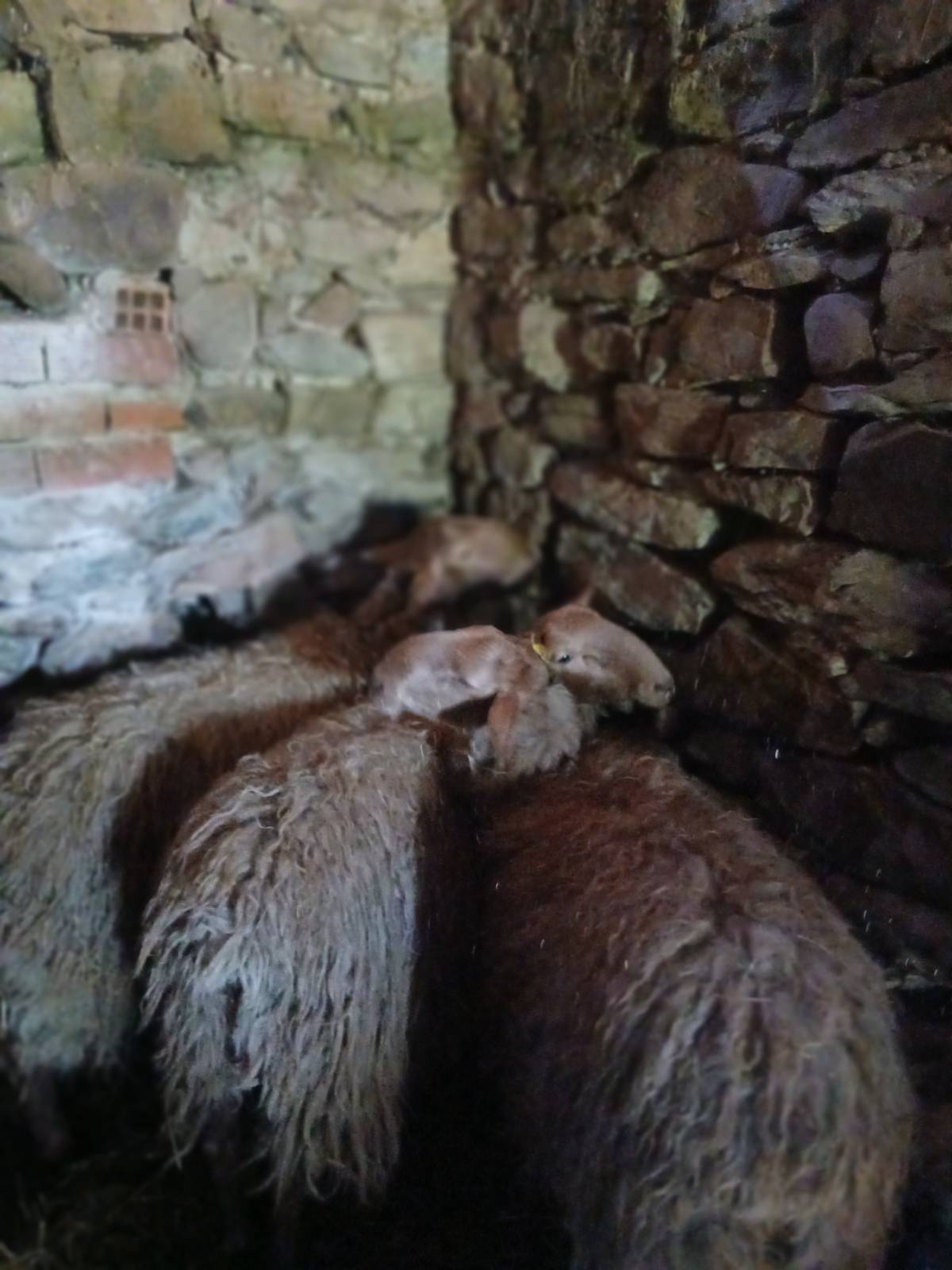 Andrescos de raza Carranzana