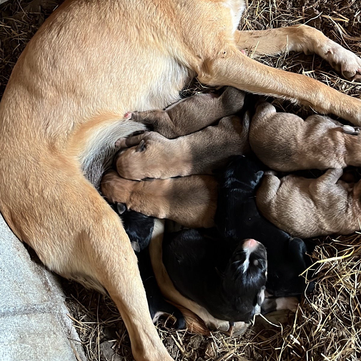 cachorras raza mediana  - imagen 1