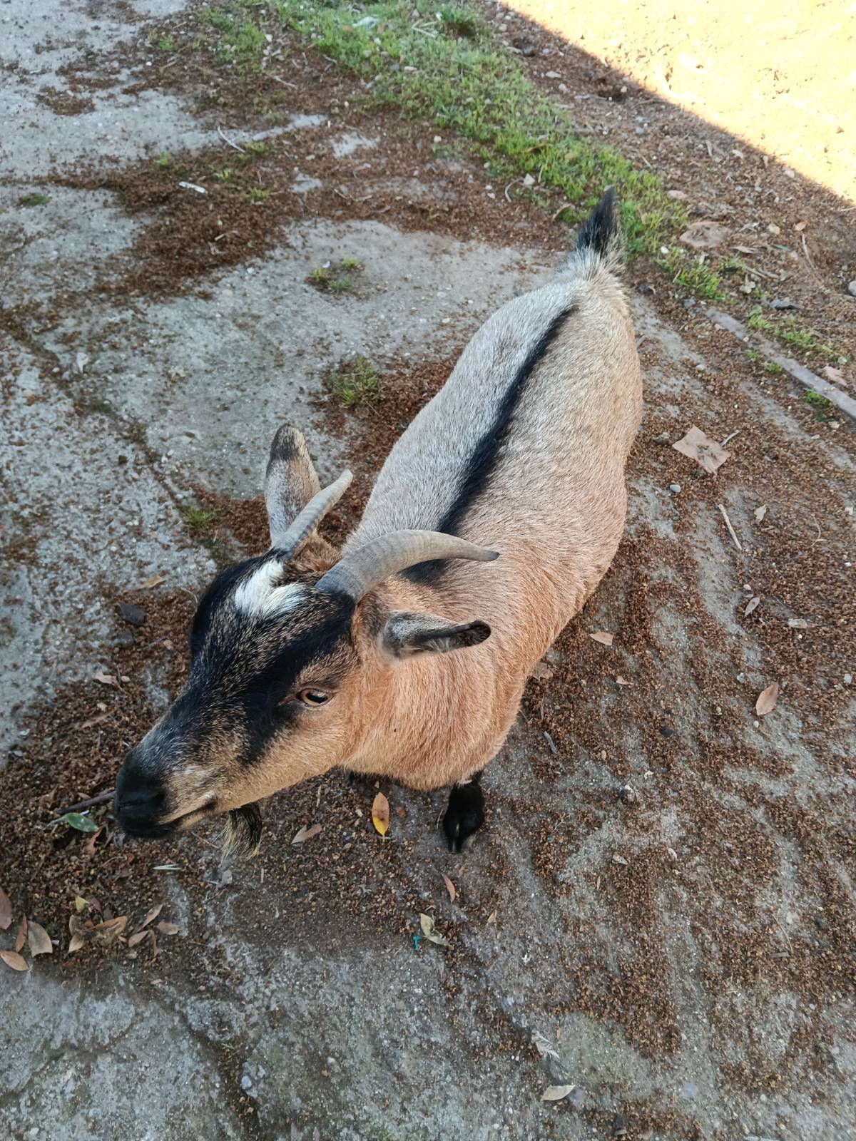 Se cede a granja o santuario - imagen 1