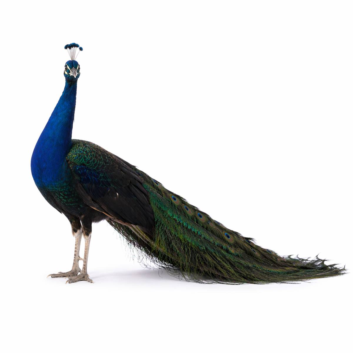 PAVO REAL ALA NEGRA