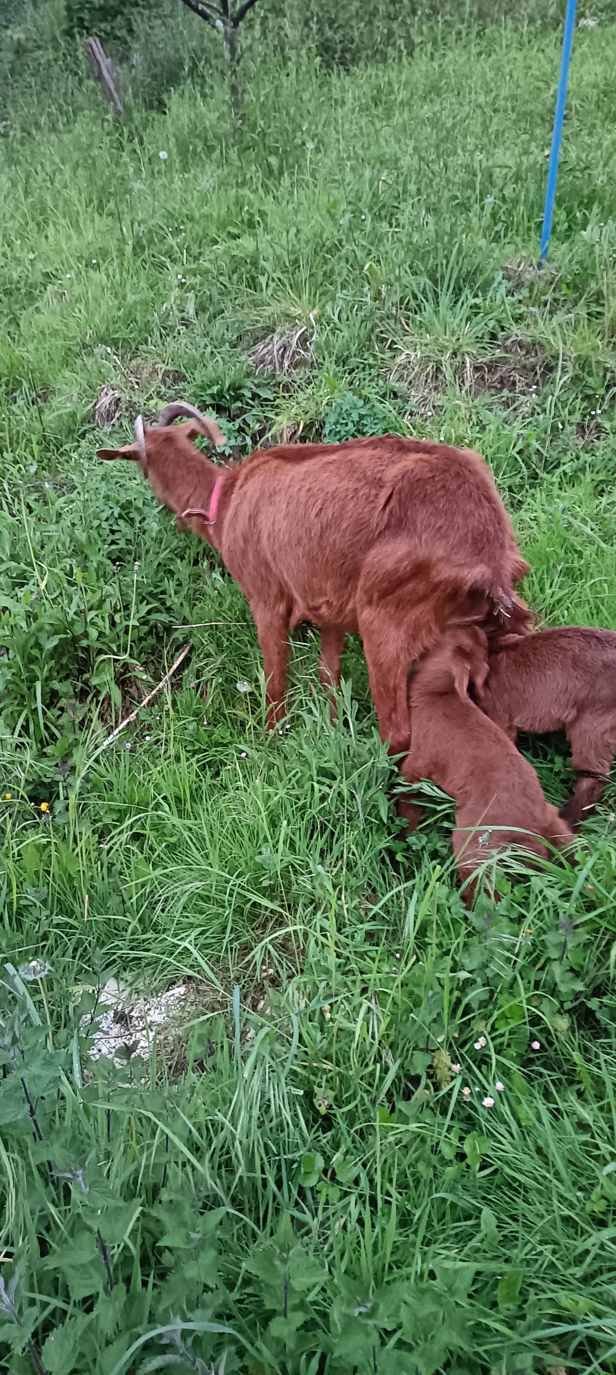 Bermeya con dos hembras - imagen 1