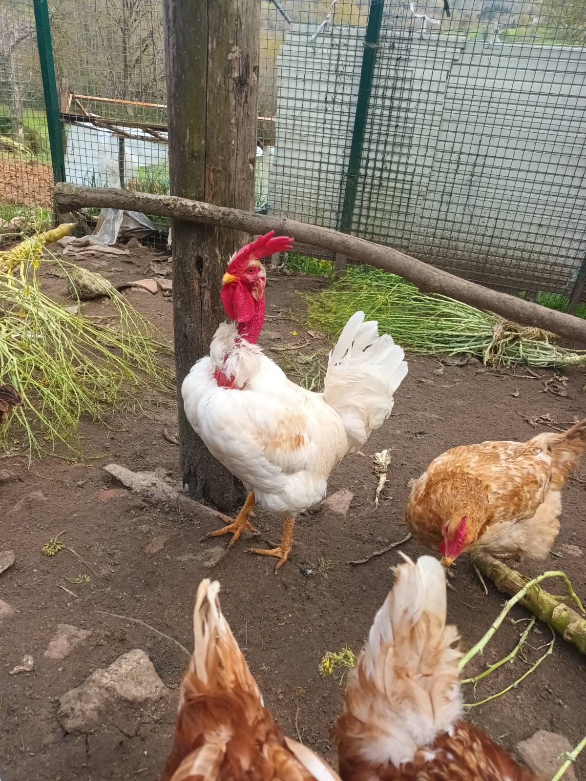 Se vende pollo  - imagen 1