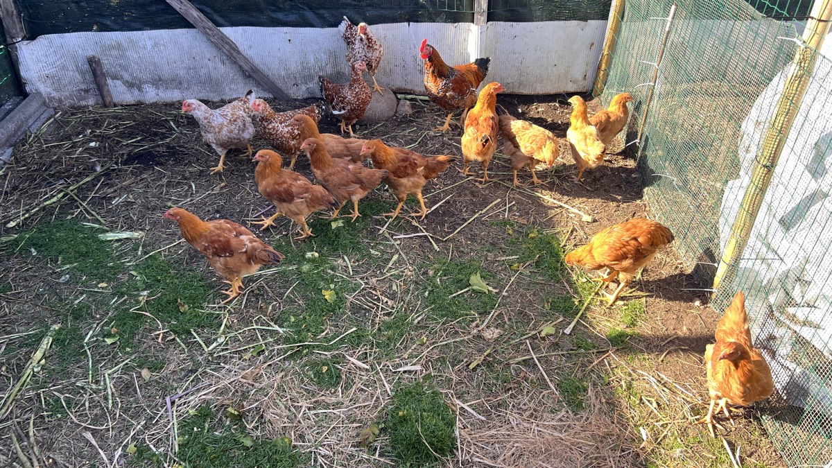 Parejas de gallinas de mos