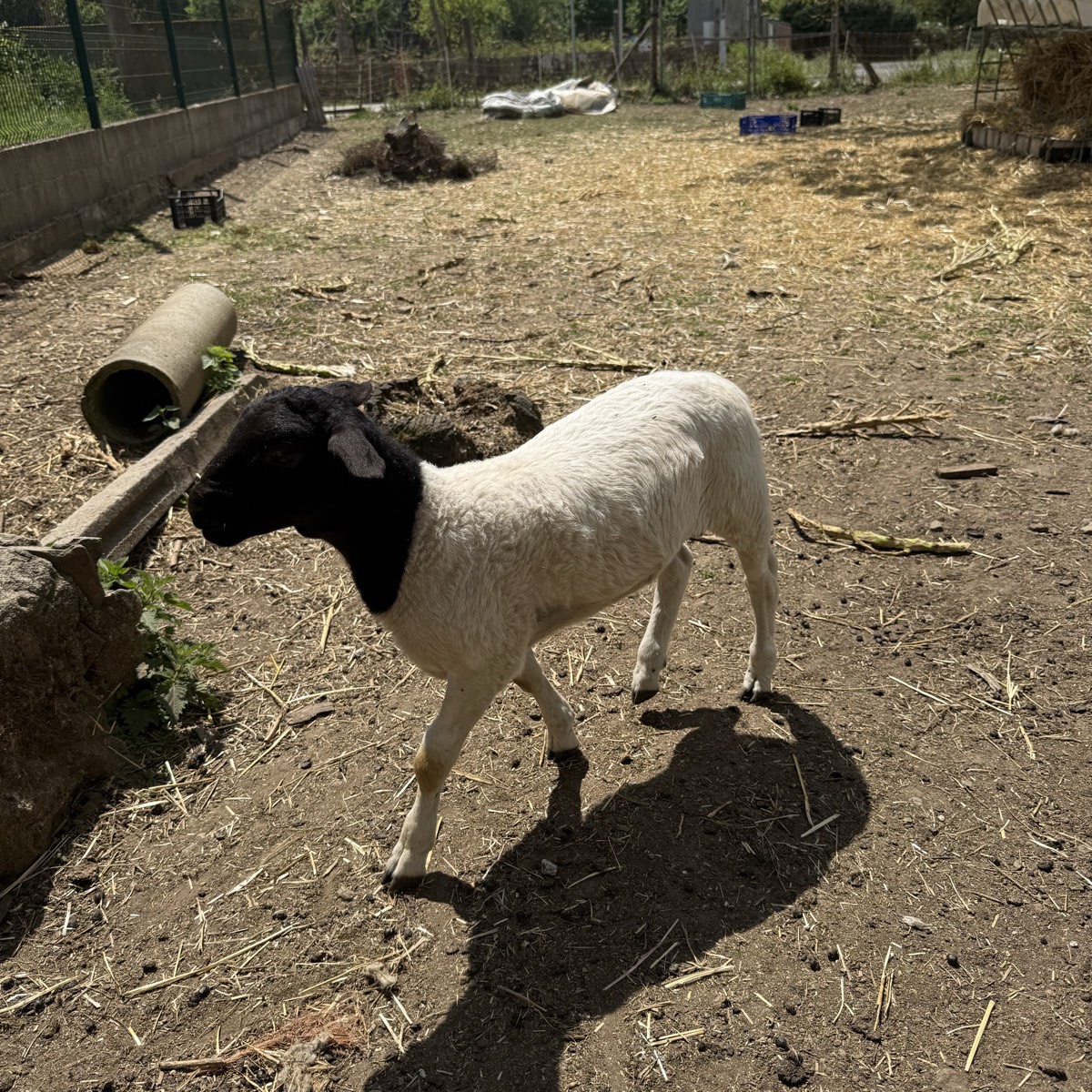 Año Dorper  - imagen 1