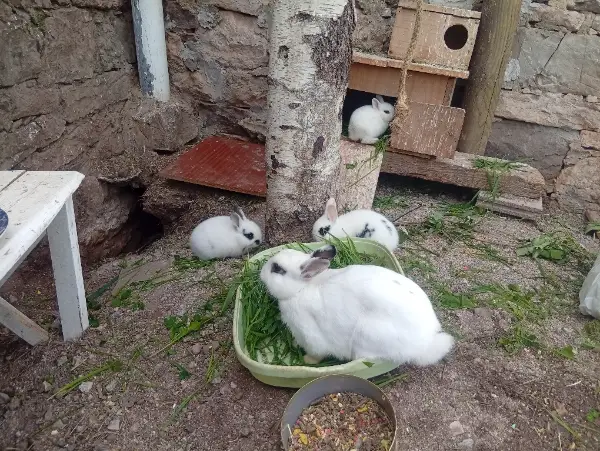 Cedo conejos enanos 2 padres y 2 hijos - imagen 1
