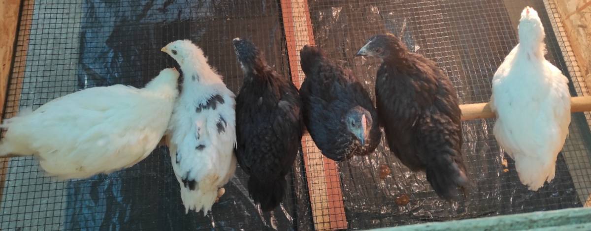 Pollitos camperos  - imagen 1