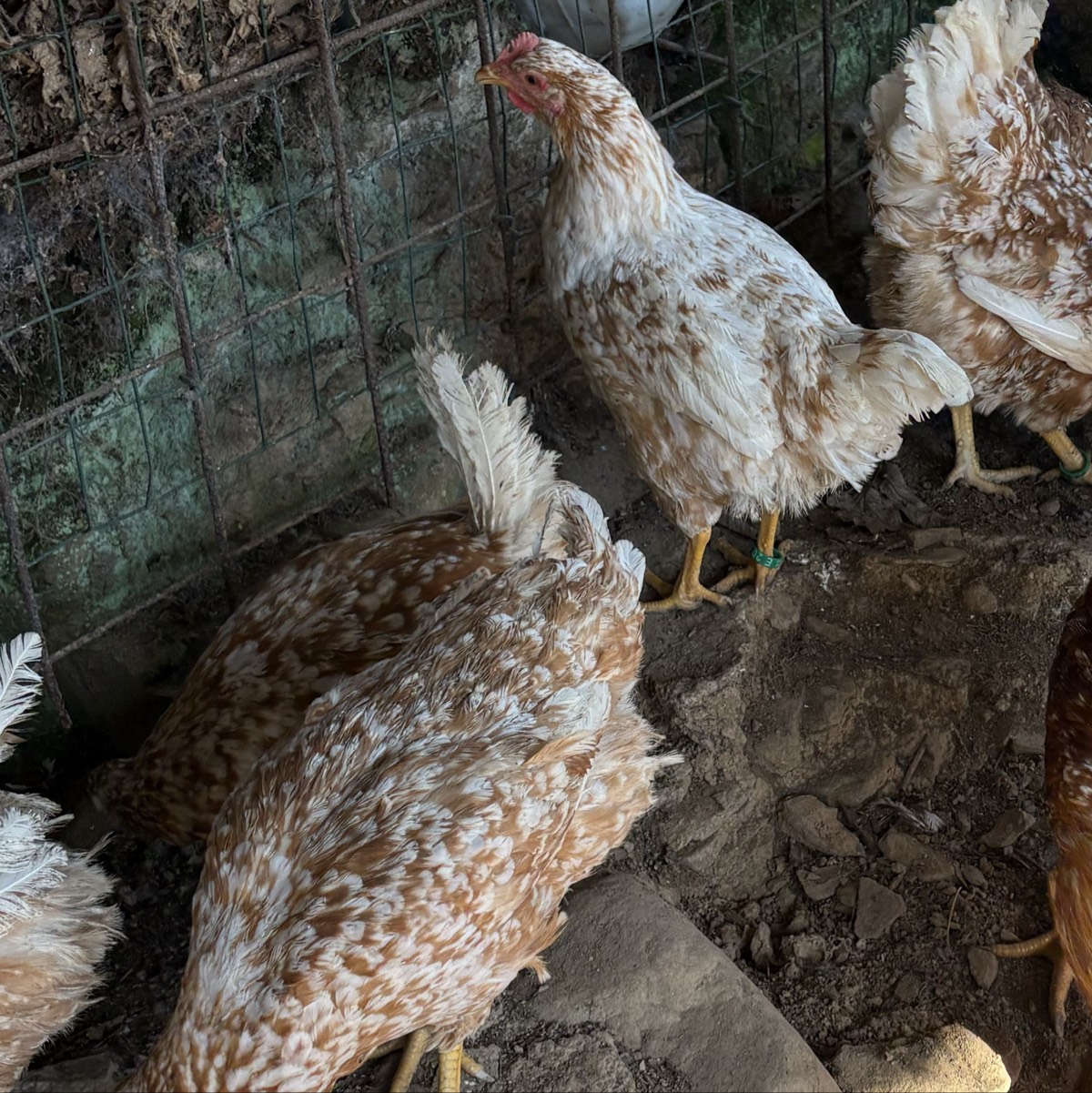 Pitas pintas asturianas