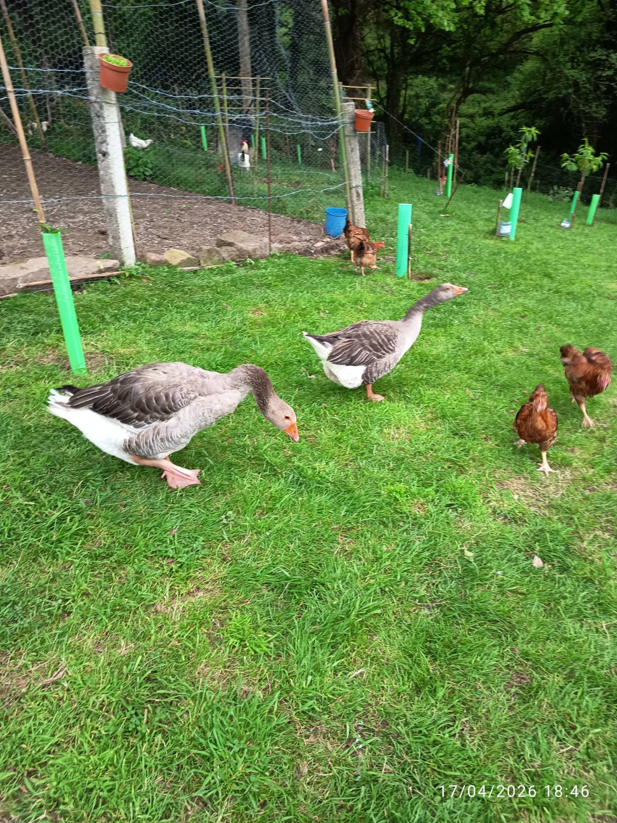 Pareja de ocas  - imagen 1