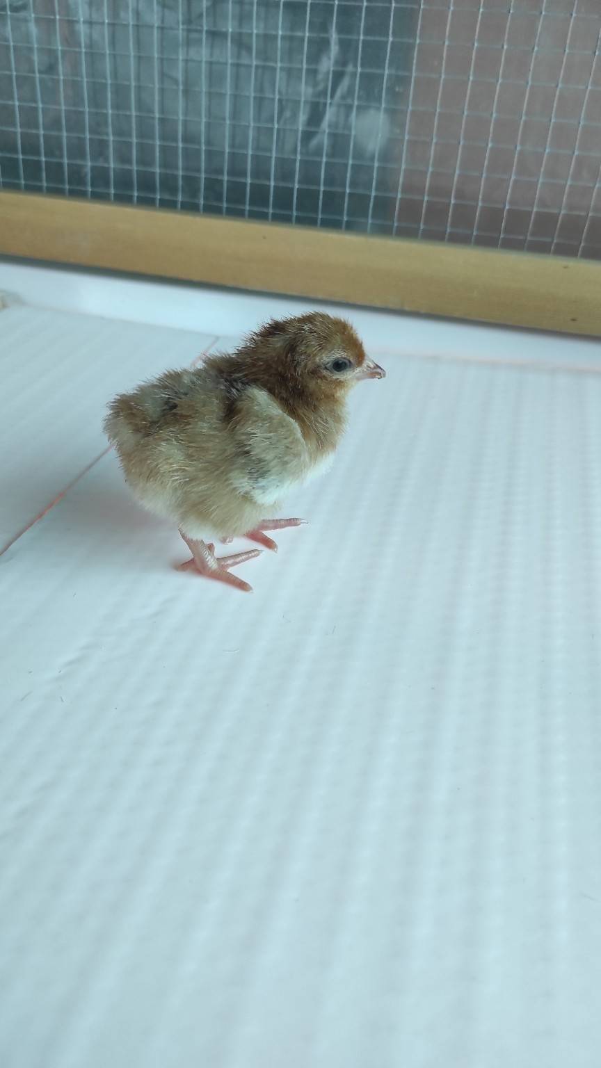 Pollitos de gallinas camperas 