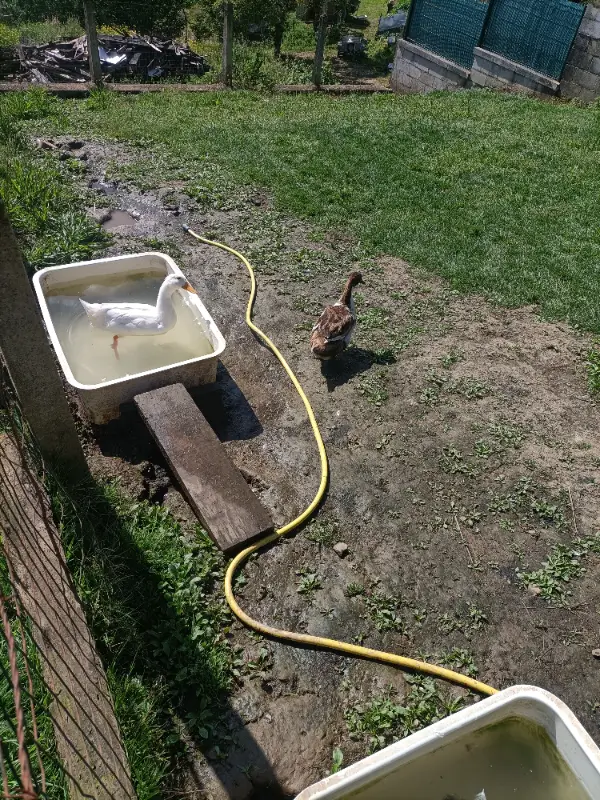 Huevos fértiles de pato Pekín 