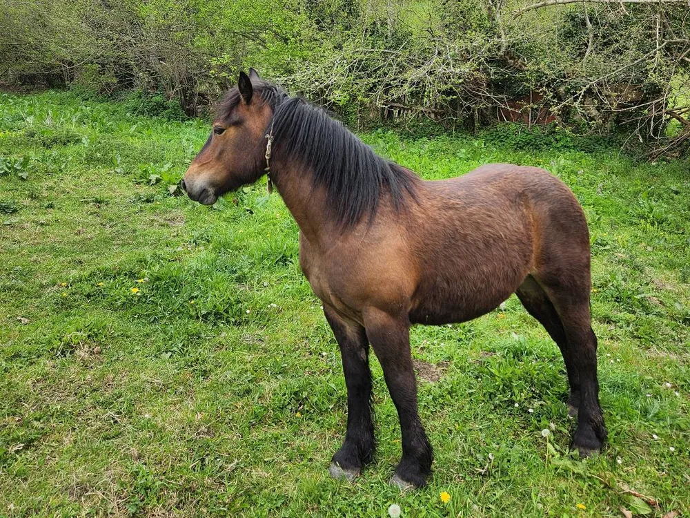 Potra de año y medio
