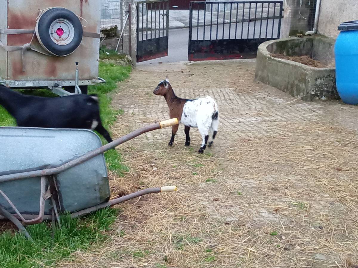 Cabras enanas - imagen 1