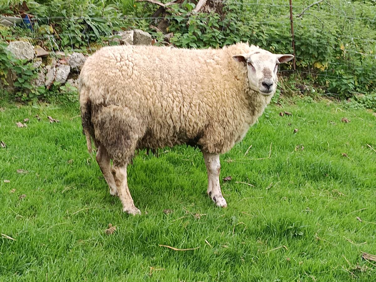 Cordero de Dos años - imagen 1