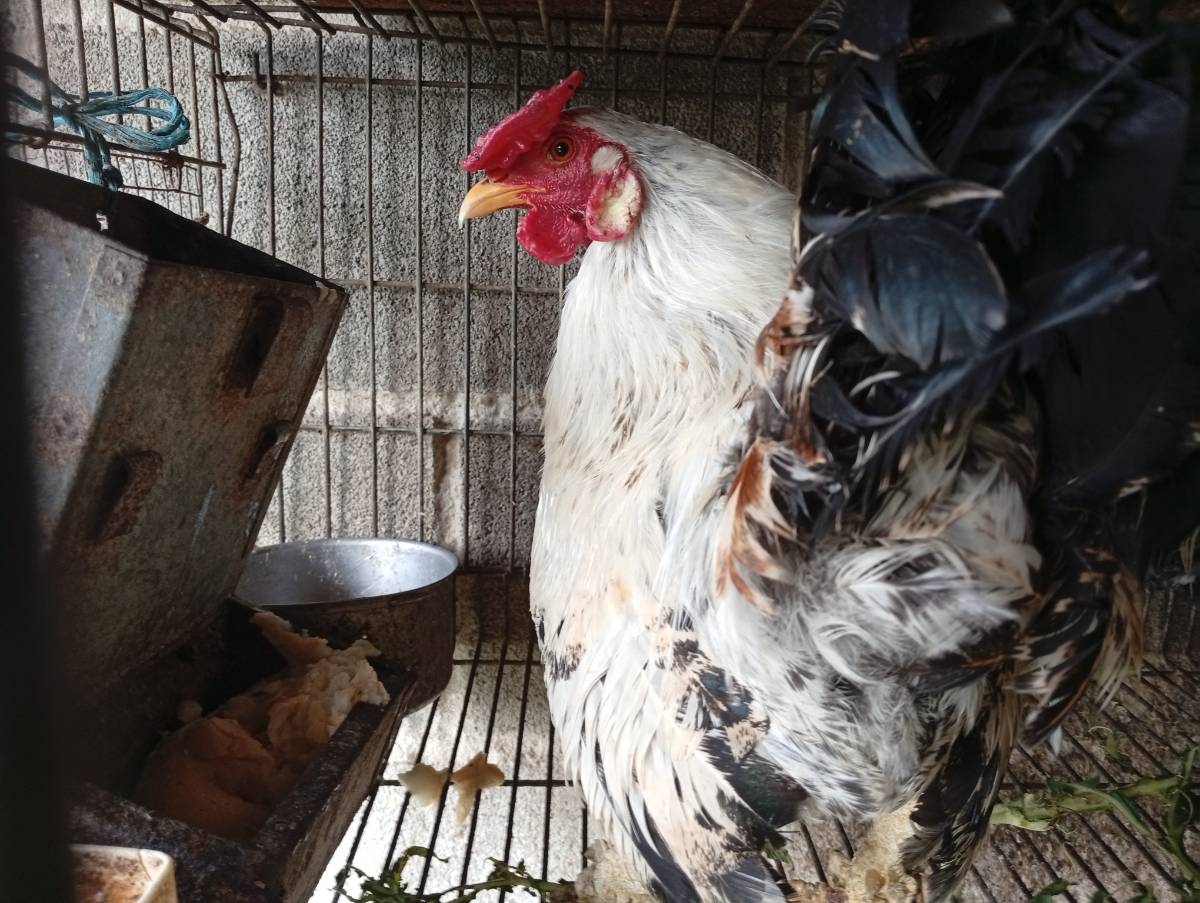 Kikos machos - imagen 1