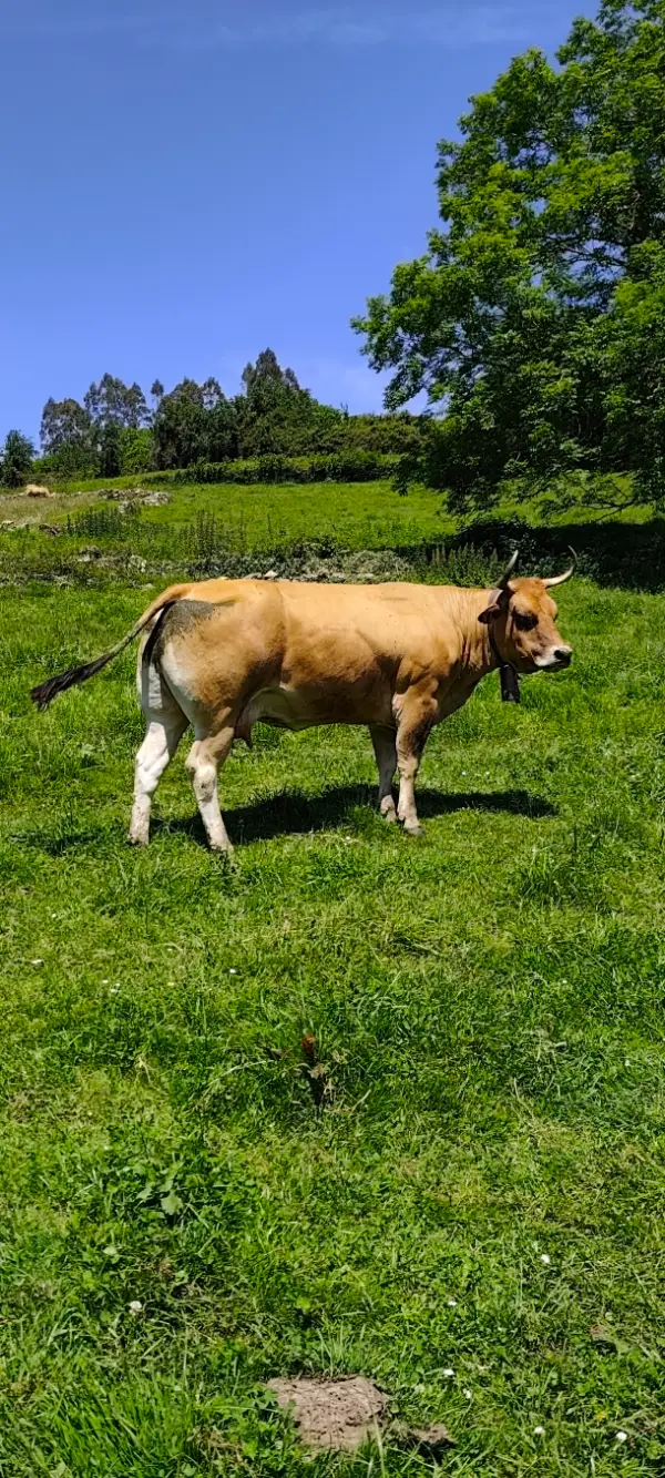 Vaca