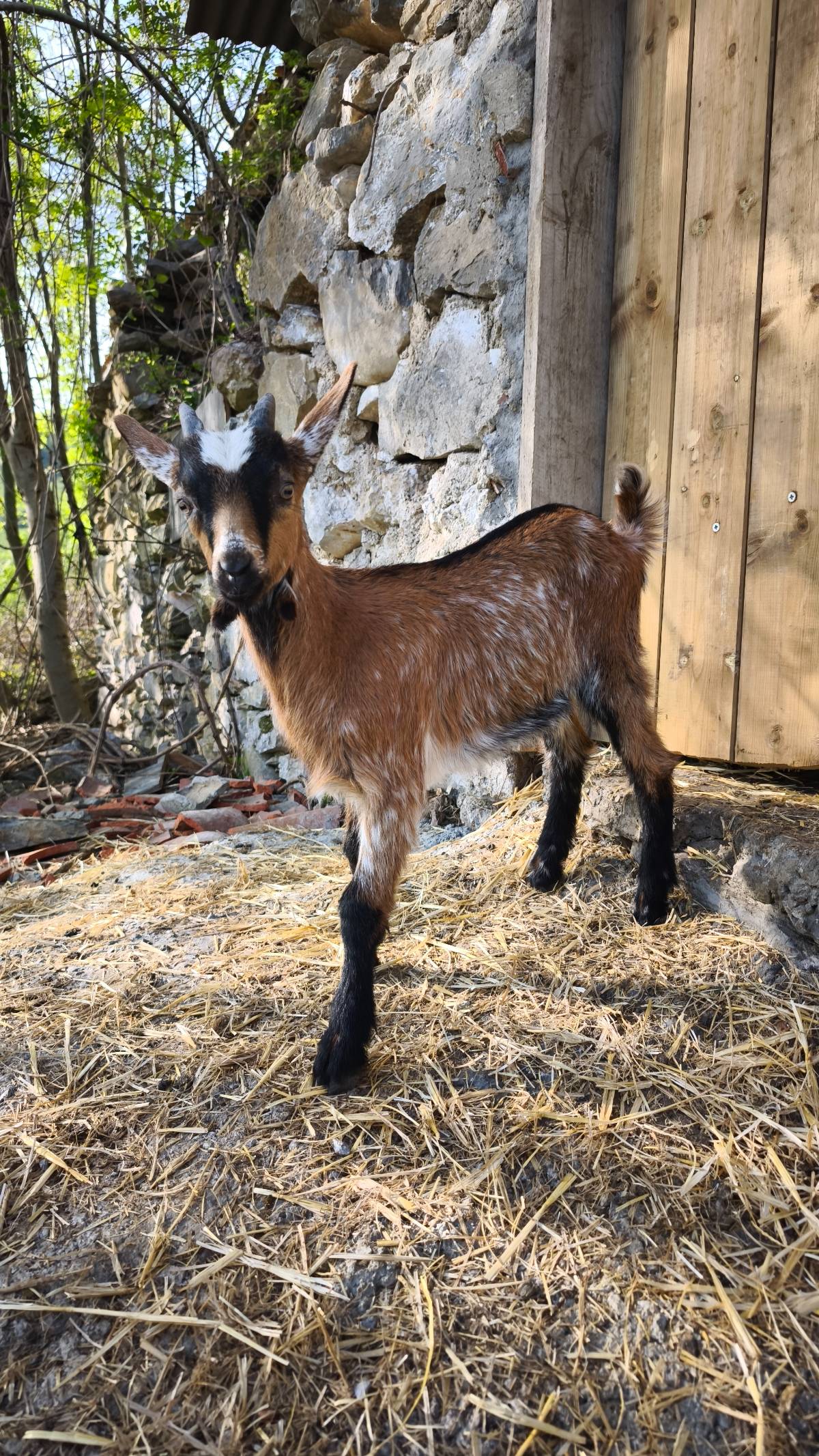 Cabrito alpino - imagen 1