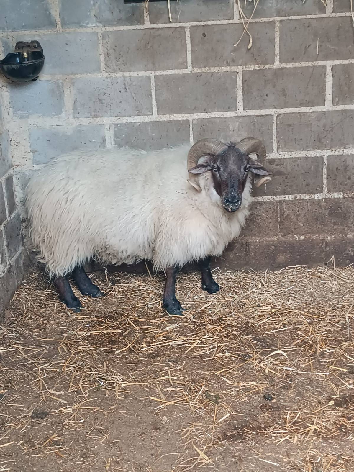 Se vende carnero - imagen 1