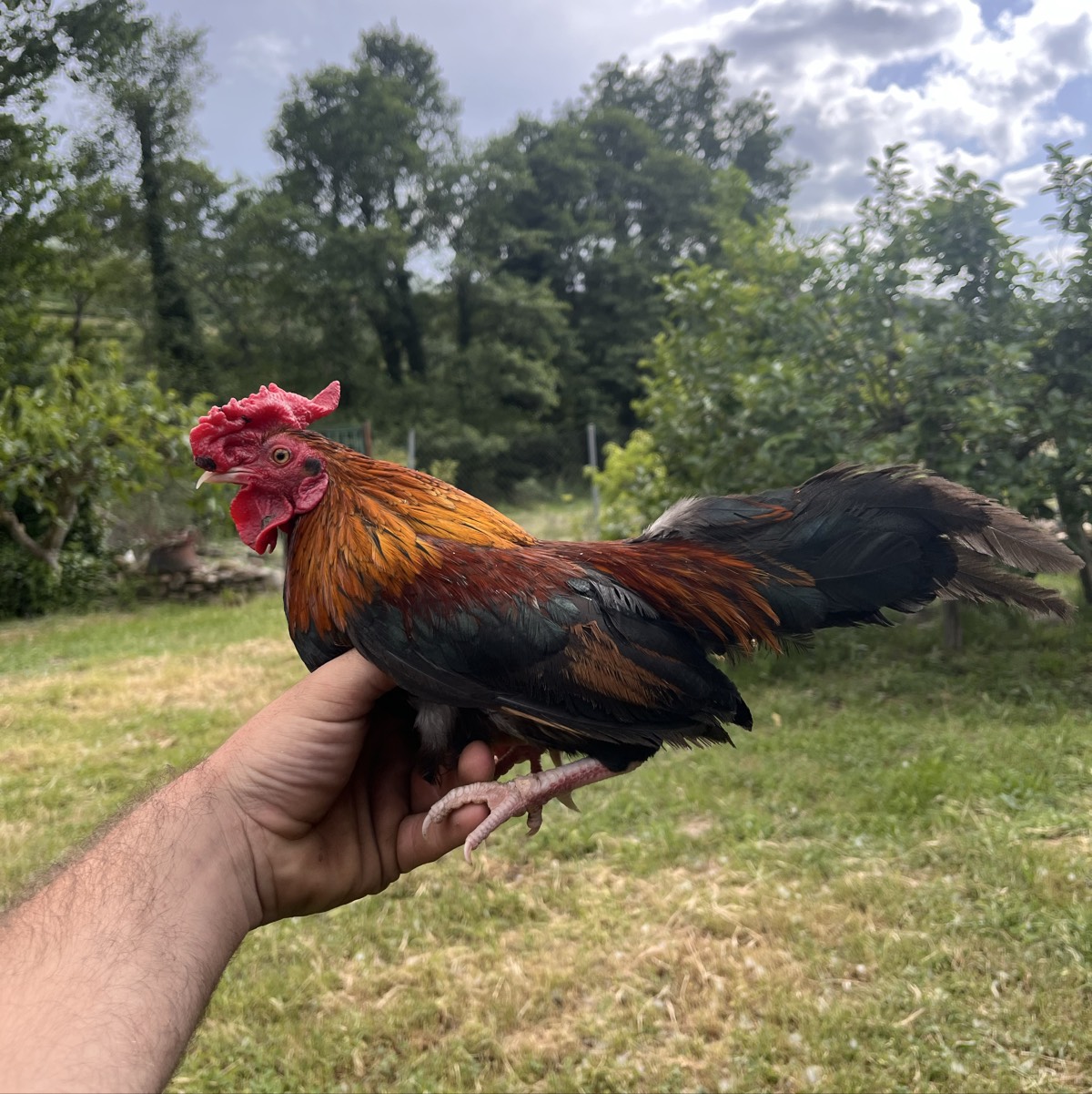 se vende gallo enano 