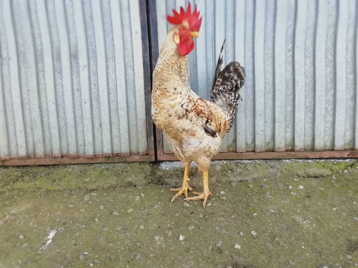Se vende o se cambia gallo legbar - imagen 1