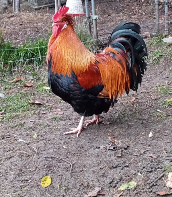 Huevos fertiles Sulmtaler 