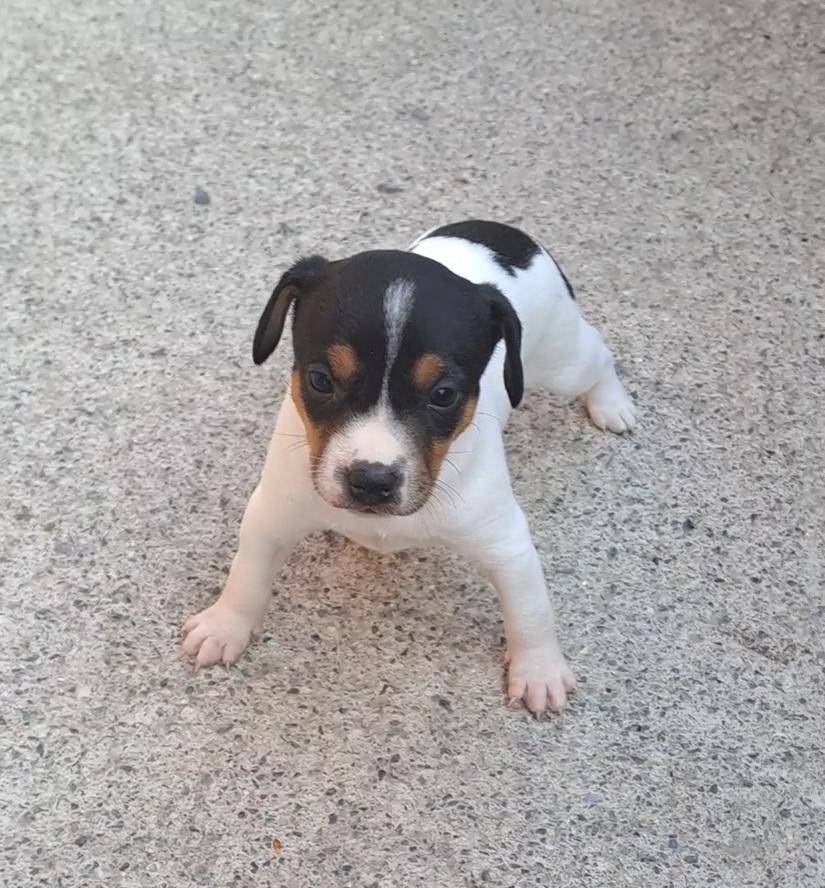 Hembra bodeguero - imagen 1