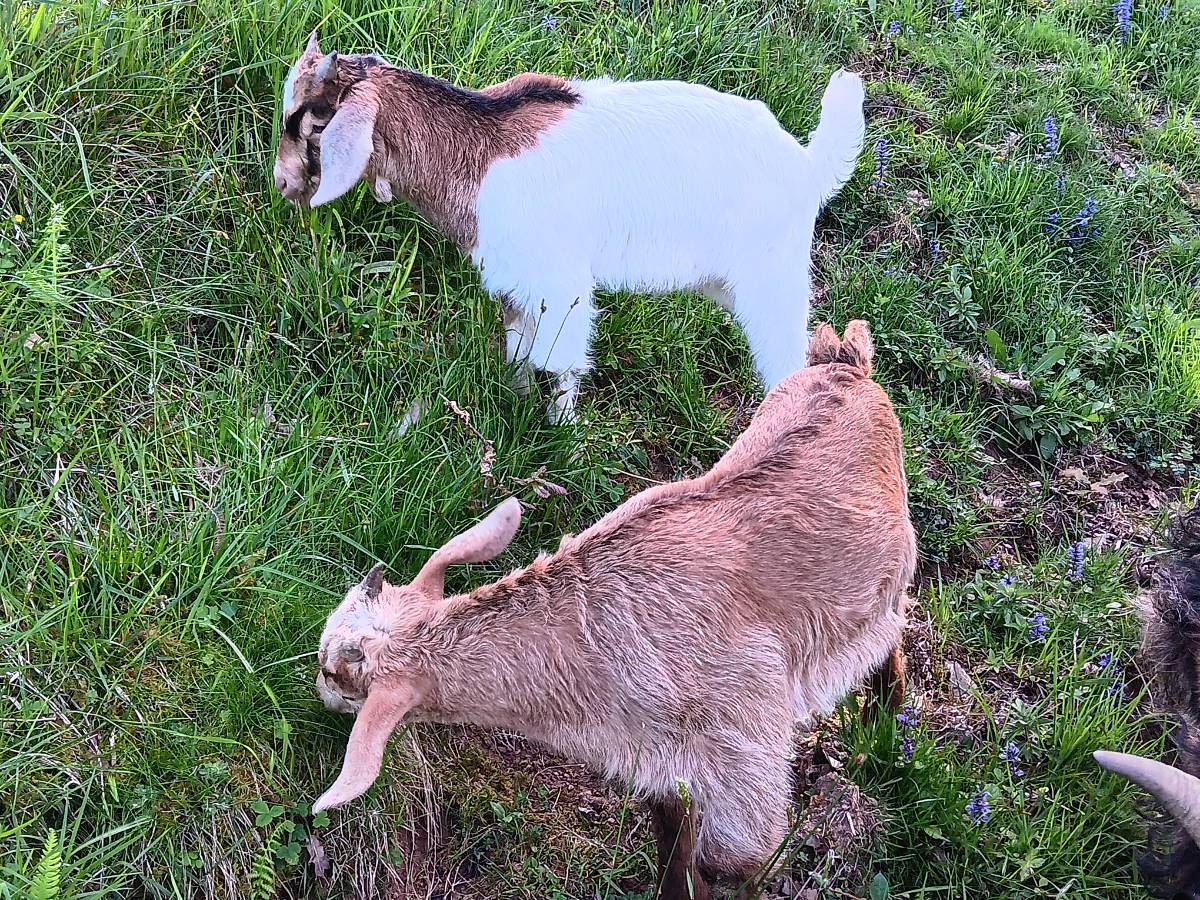 Cabritos padre boer - imagen 1