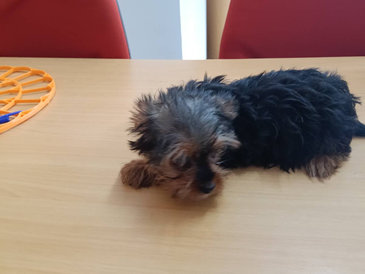 Yorkshire terrier toy - imagen 1