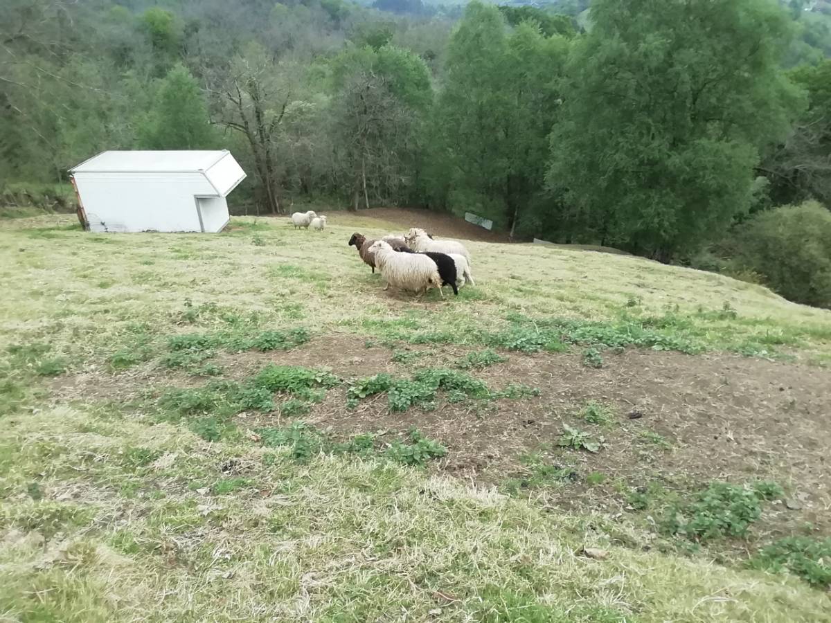 Se venden ovejas xaldas - imagen 1