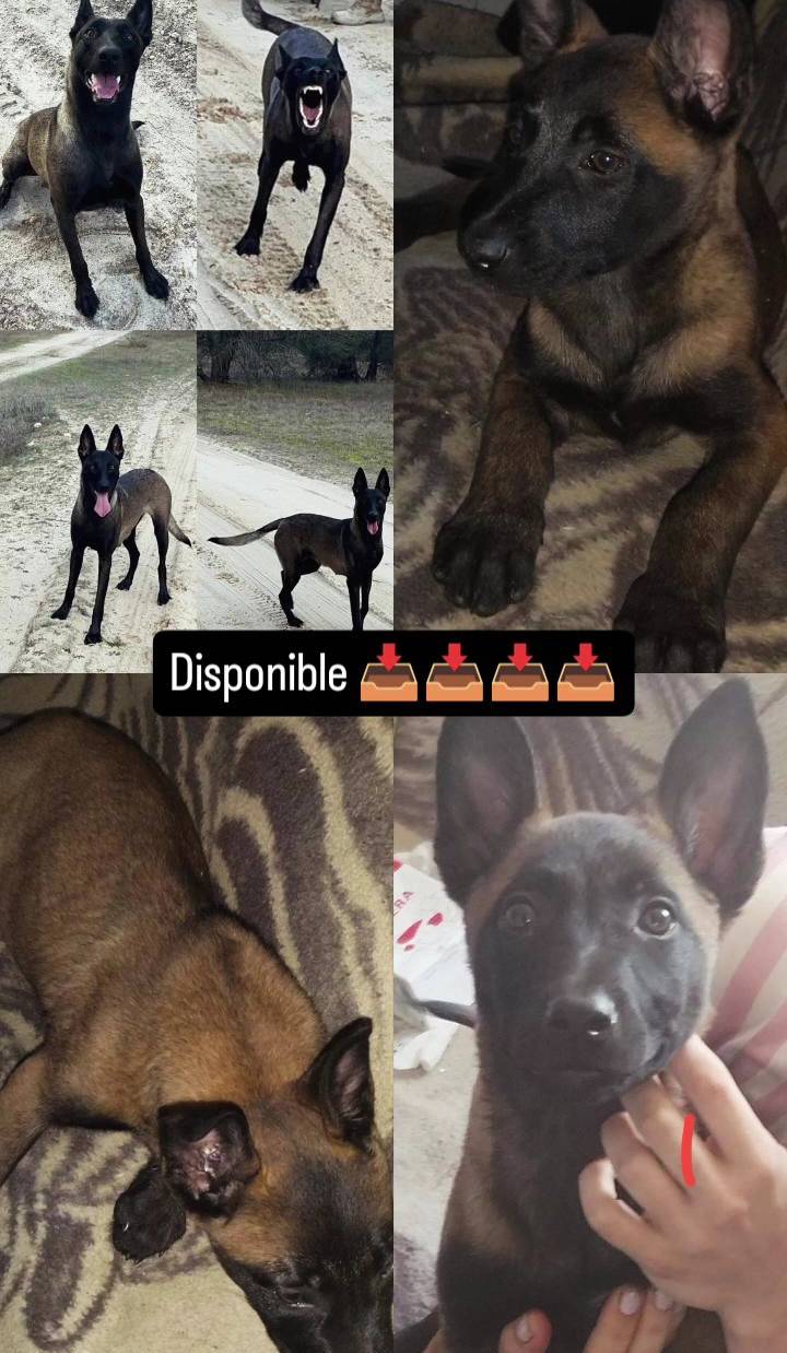 Pastor belga malinois